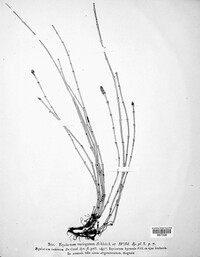 Equisetum variegatum image